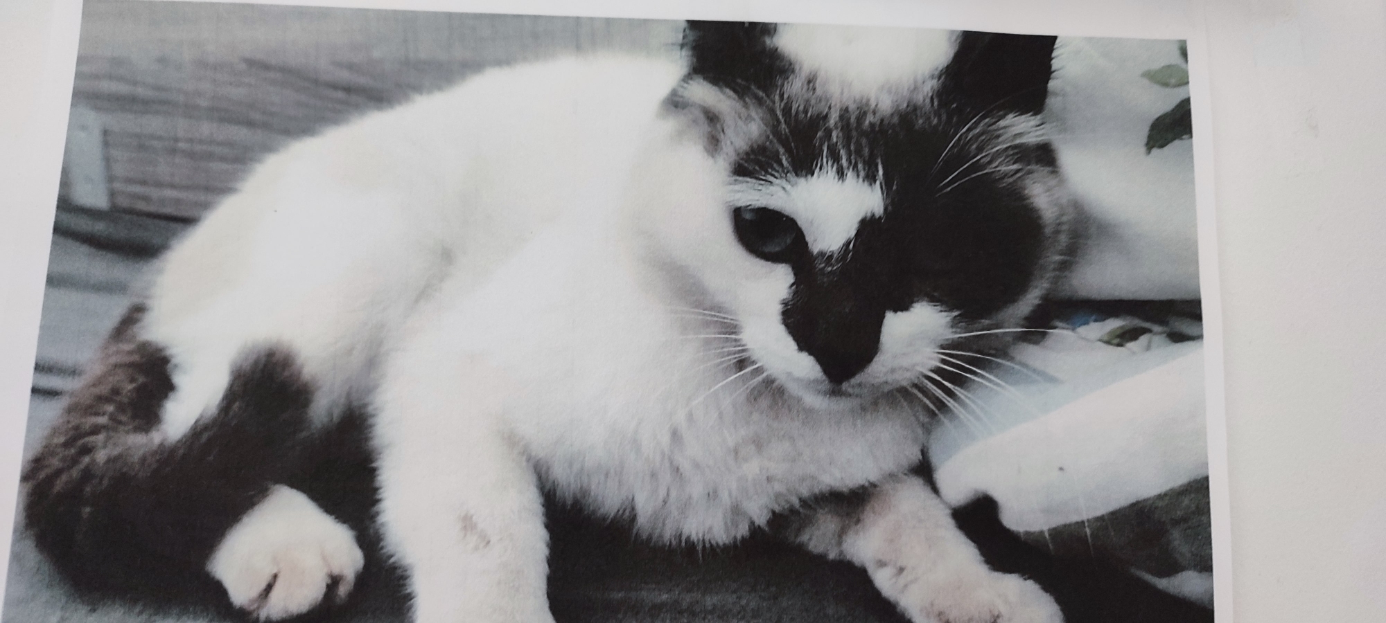 Chatte perdue Mme Rambaud 