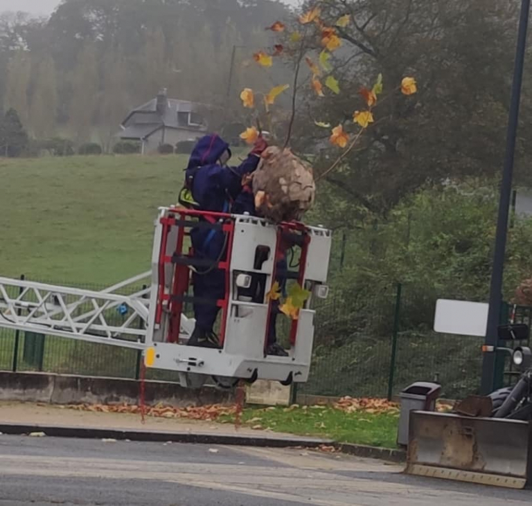 nid de frelons asiatiques